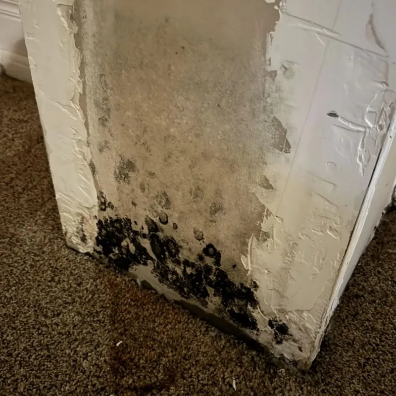 Professional Mold Removal in Plymouth, IN